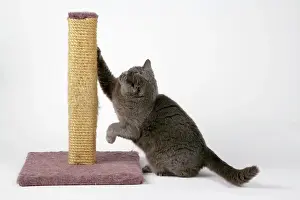 Sharpen: Grey cat - using scratching post to sharpen claws