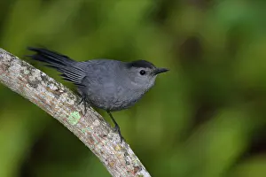 Catbirds: Grey Catbird