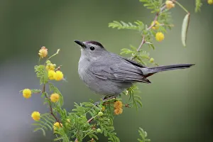 Catbirds: Grey Catbird