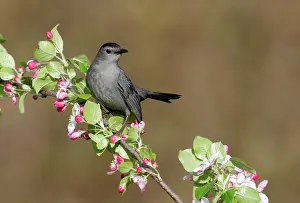 Catbirds: Grey Catbird