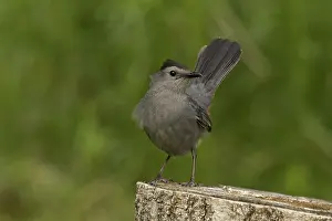 Dumetella: Grey Catbird