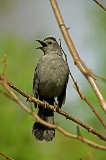 Catbirds: Grey Catbird - Calling