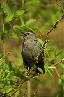 Catbirds: Grey Catbird - Calling
