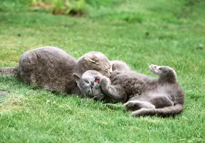 Biting: grey CATS - play fighting