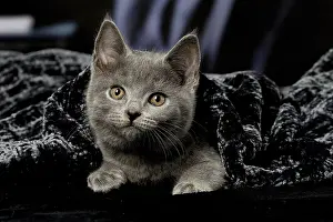 121217: Grey Chartreux kitten indoors