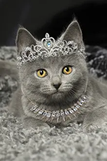 Tiara: Grey Chartreux kitten indoors wearing diamond
