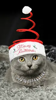 Necklace: Grey Chartreux kitten indoors wearing and necklace