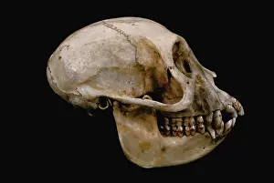Zaire: Grey-cheeked Mangabey skull