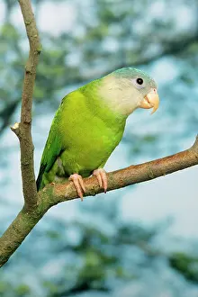 Brotogeris: Grey-cheeked Parakeet