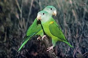 Gillean White: Grey-cheeked Parakeet