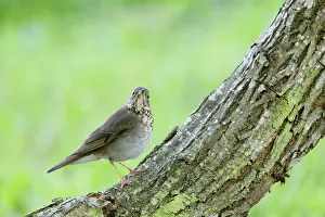 Minima: Grey-cheeked Thrush