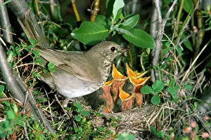 Minimus: Grey-cheeked Thrush - at nest