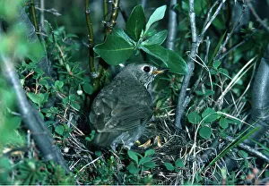 Kenneth Hoyle: GREY CHEEKED THRUSH - on nest with chicks