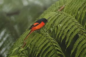 Hills: Grey-chinned Minivet (Pericrocotus solaris) male
