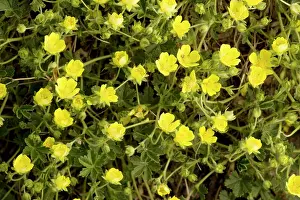 Potentilla: Grey cinquefoil