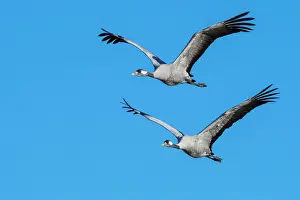 Vastergotland: Grey Common cranes (grus grus) flying in front of