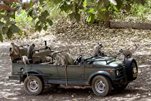 Picnic: Grey / Common Langur - Checking out a Maruti Gypsy