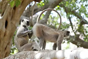 Mutual: Grey / Common langur - Grooming