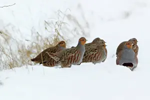 Perdix: Grey / Common Partridge
