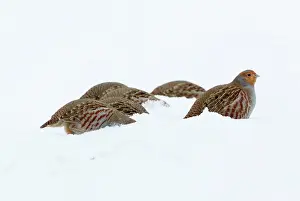 Perdix: Grey / Common Partridge