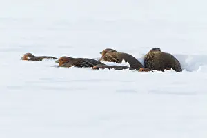 Perdix: Grey / Common Partridge