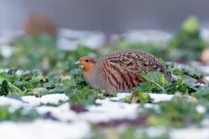 Perdix: Grey / Common Partridge