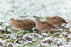 Covey: Grey / Common Partridge - covey feeding on winter corn