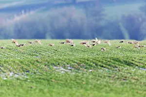 Covey: Grey / Common Partridge - covey flying over winter corn