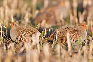 Covey: Grey / Common Partridge - covey resting on corn