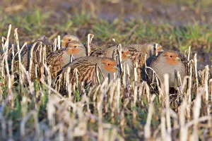 Covey: Grey / Common Partridge - covey resting on corn