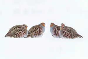 Covey: Grey / Common Partridge - covey resting on snow