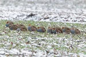 Covey: Grey / Common Partridge - covey resting on winter corn crop