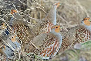 Covey: Grey / Common Partridge - covey sunning itself