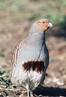 Chris Knights: GREY / COMMON PARTRIDGE - portrait