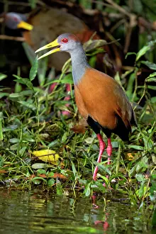 Mangroves: The grey-cowled wood rail or grey-necked wood rail, Aramides