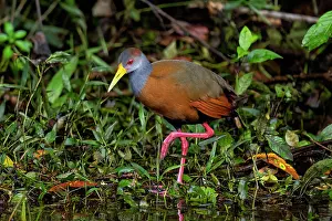Mangroves: The grey-cowled wood rail or grey-necked wood rail, Aramides