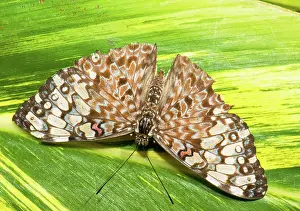 Cracker: Grey Cracker Butterfly