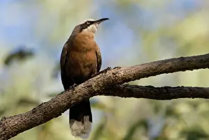 Babbler: Grey-crowned Babbler