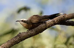 Babbler: Grey-crowned Babbler