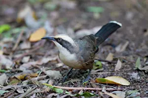 Babbler: Grey-crowned Babbler