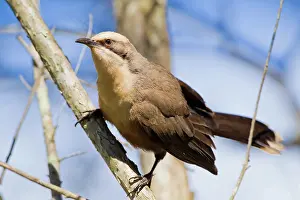 Babbler: Grey-crowned Babbler