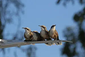 Babbler: Grey-crowned Babbler