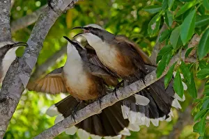 Babbler: Grey-crowned Babbler