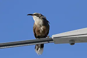 Babbler: Grey-crowned Babbler