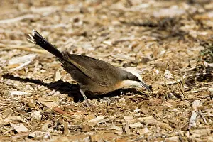 Babbler: Grey-crowned Babbler - Foraging