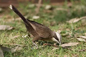 Babbler: Grey-crowned Babbler - Foraging on a lawn at Mt Barnett