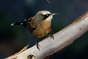 Babbler: Grey-crowned Babbler (red-breasted form)