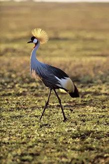 Regulorum: Grey crowned-crane