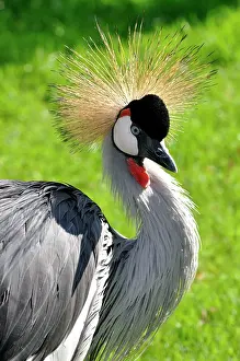 Regulorum: Grey Crowned Crane