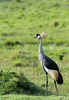 Regulorum: Grey Crowned Crane